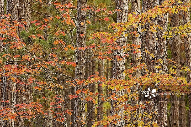 美国密歇根州上半岛海华沙国家森林的秋色枫树图片素材