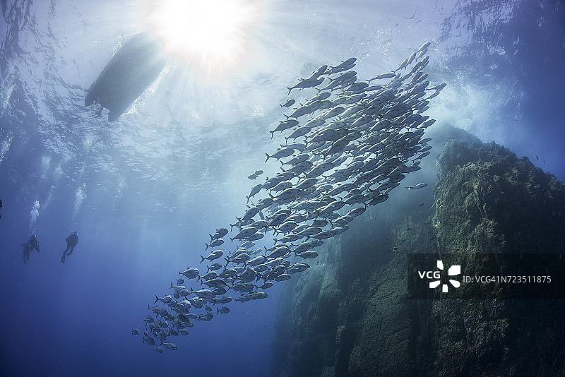 墨西哥科利马州Roca Partida岩石附近的鲹鱼群图片素材