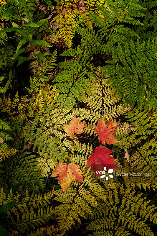 美国密歇根州上半岛海华沙国家森林中蕨类植物上的红枫叶图片素材