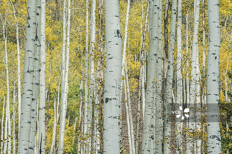 科罗拉多州阿斯彭城堡溪附近的白杨树干图片素材