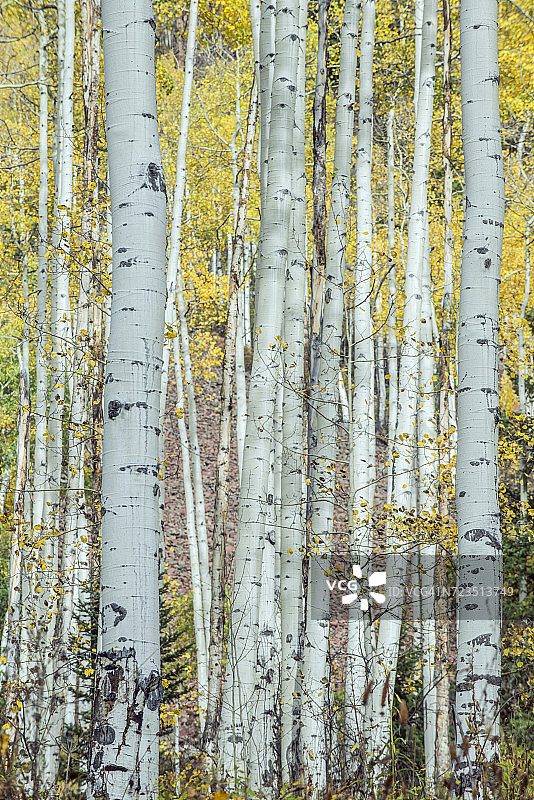 科罗拉多州阿斯彭城堡溪附近的白杨树干图片素材