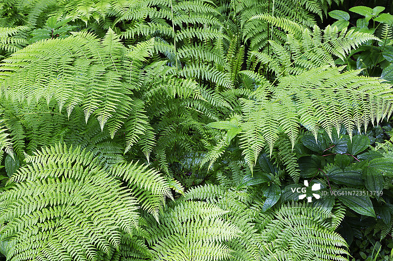 美国加利福尼亚州德尔诺特海岸红杉州立公园，沿诅咒溪小径生长的铁线蕨图片素材