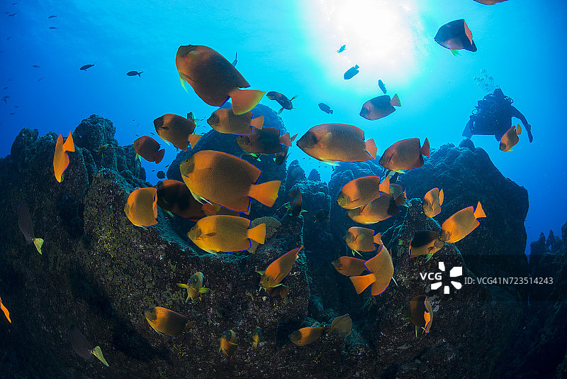 在墨西哥科利马州索科罗岛，潜水员和天使鱼（霍氏刺盖鱼）在岩石周围图片素材