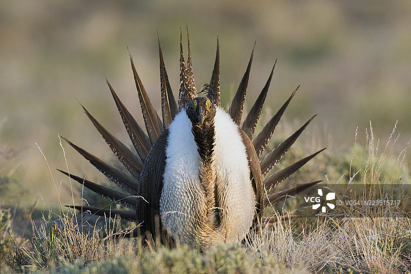 正在求偶的艾草松鸡图片素材