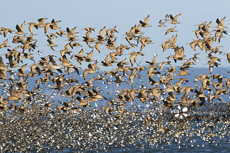 萨利希海春季迁徙的滨鸟图片素材