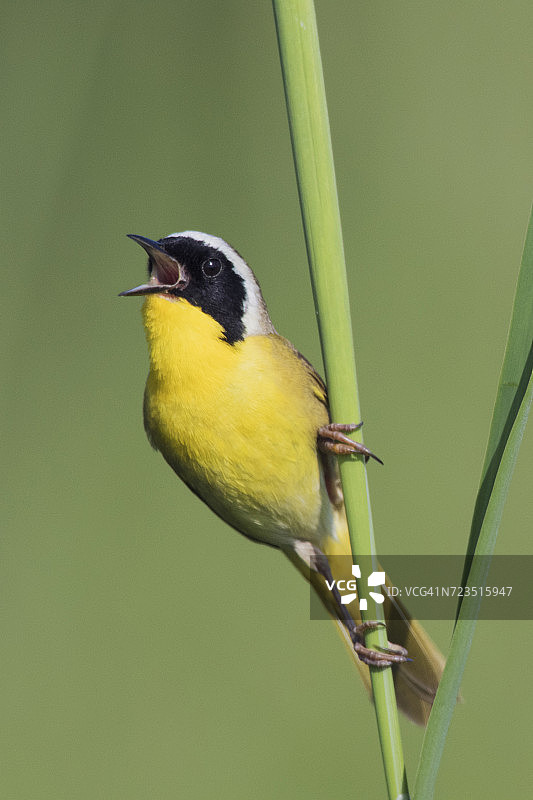 普通黄喉莺（Geothlypis trichas）鸣叫的肖像图片素材