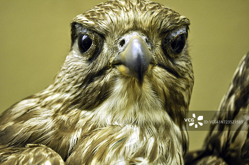 老鹰特写镜头图片素材