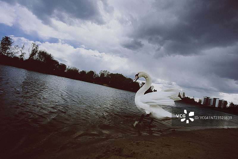 波兰，河边晾晒羽毛的鹅图片素材