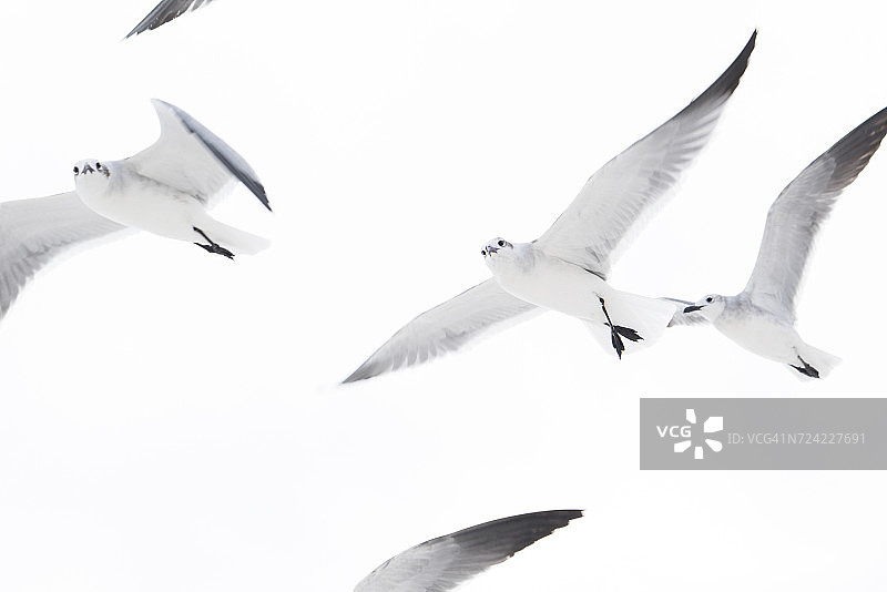 仰视一群海鸥飞翔图片素材