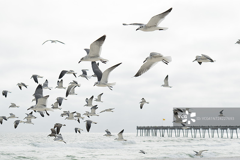美国墨西哥湾德斯坦飞翔的海鸥群图片素材