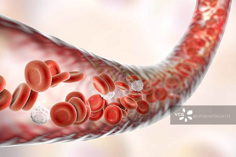 带有血细胞的血管插图图片素材