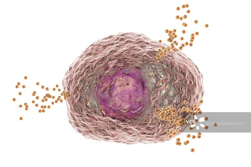 释放组胺的肥大细胞，图示图片素材