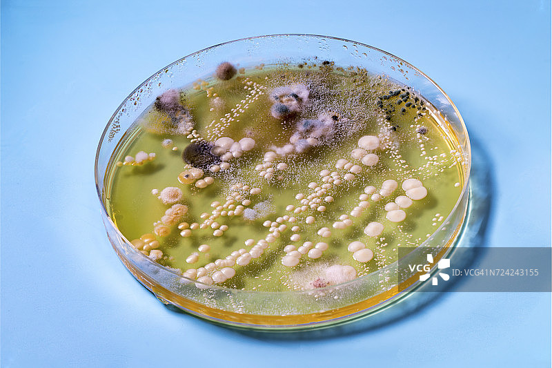 含有细菌的培养皿图片素材