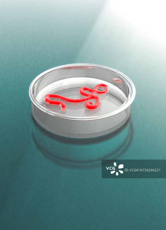 培养皿中的埃博拉病毒插图图片素材