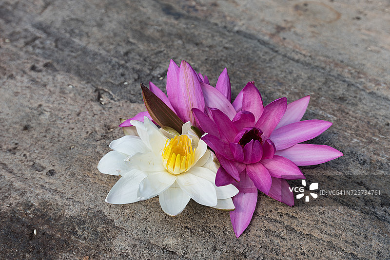 花力量图片素材