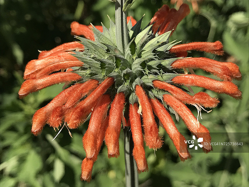 花力量图片素材