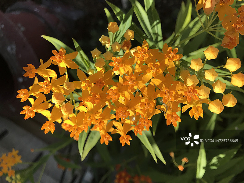 花力量图片素材