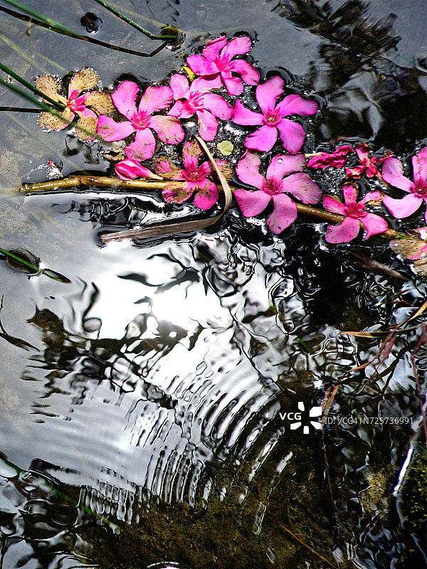 花力量图片素材