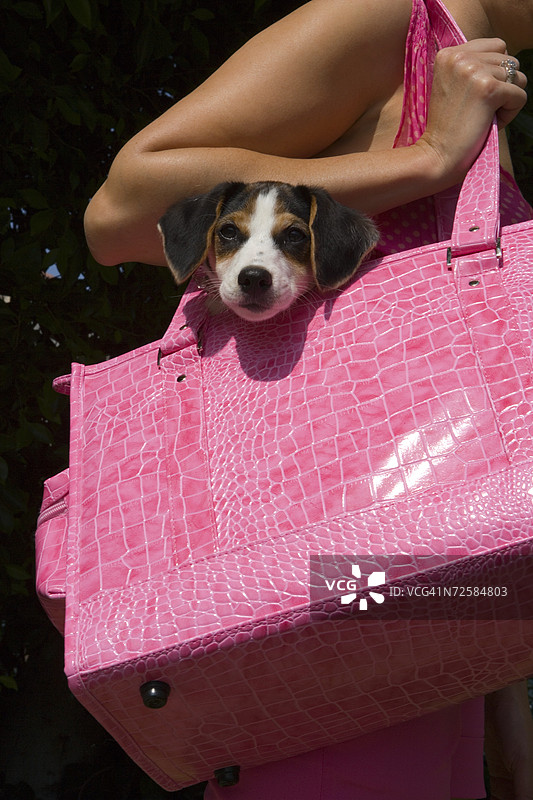 女人手提粉色手袋，牵着小狗散步图片素材