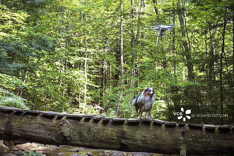 森林中桥梁附近的无人机和狗图片素材