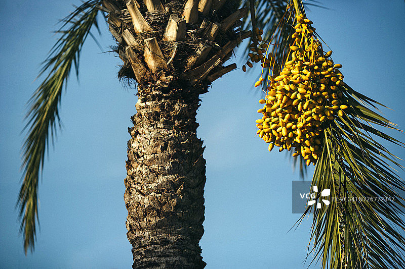 棕榈树上的海枣果实特写图片素材