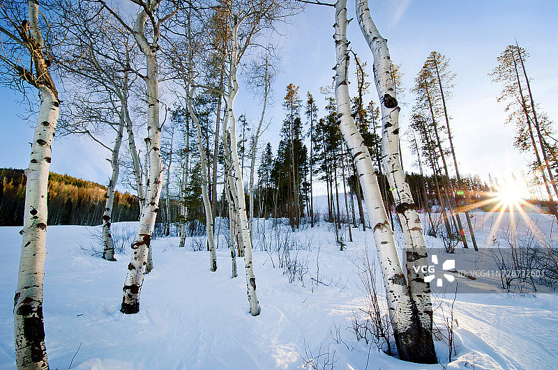 黄昏时分，科罗拉多州比弗 Creek 白雪覆盖的景观中的白杨树群图片素材