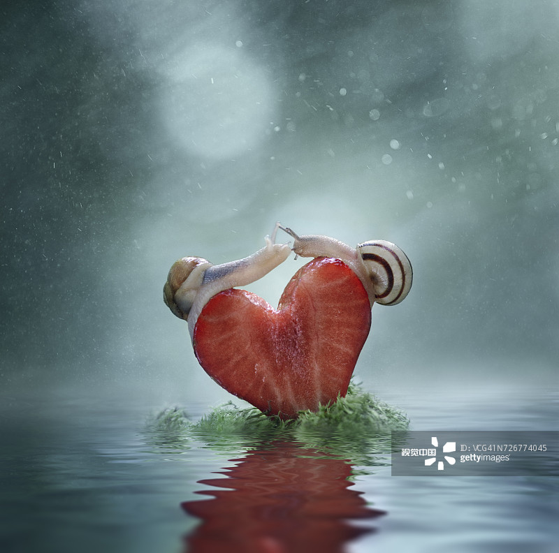 蜗牛在心形草莓片上保持平衡的特写图片素材