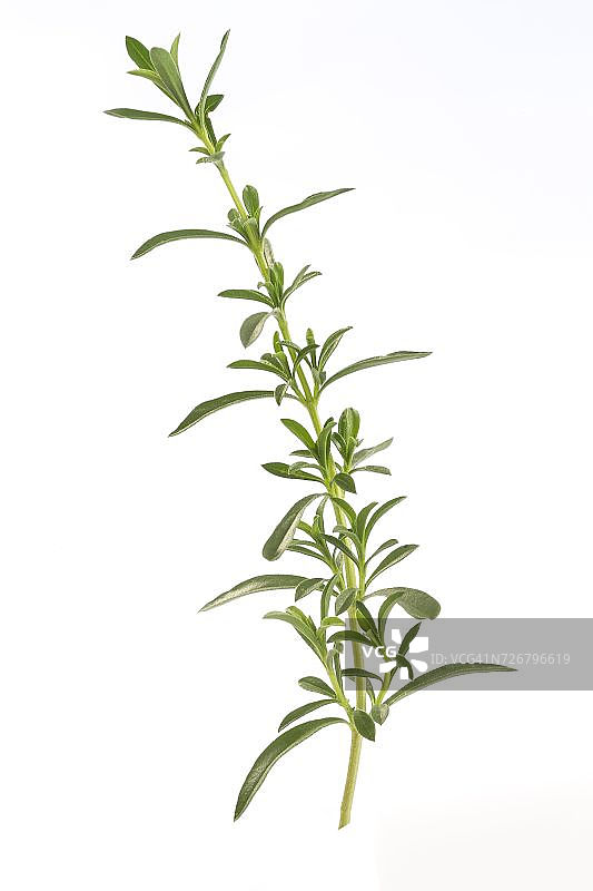 夏季香薄荷图片素材