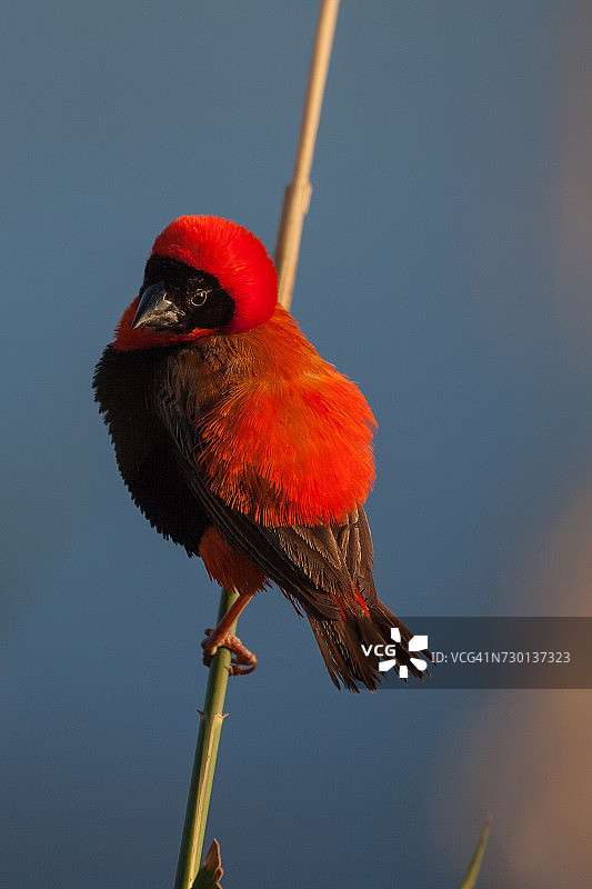非洲南部红主教鸟图片素材