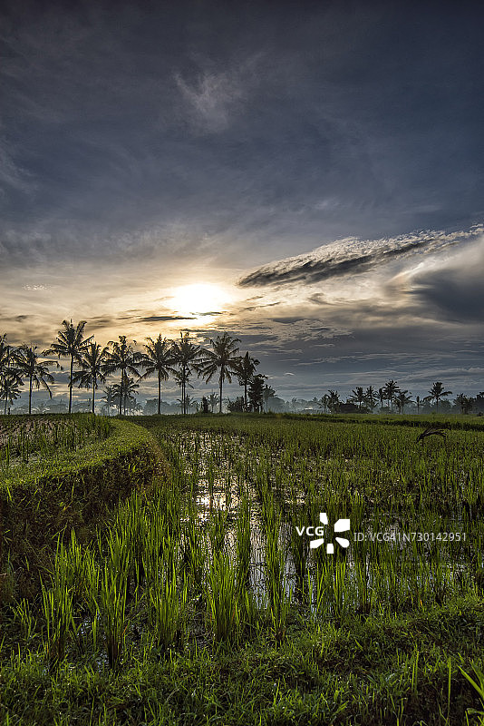 印度尼西亚巴厘岛乌布稻田日出图片素材