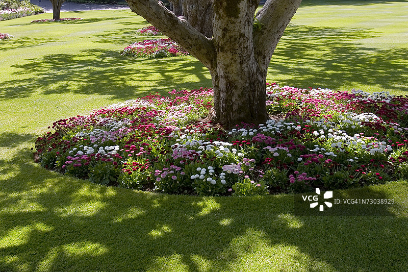 树干附近的花朵高角度视图图片素材