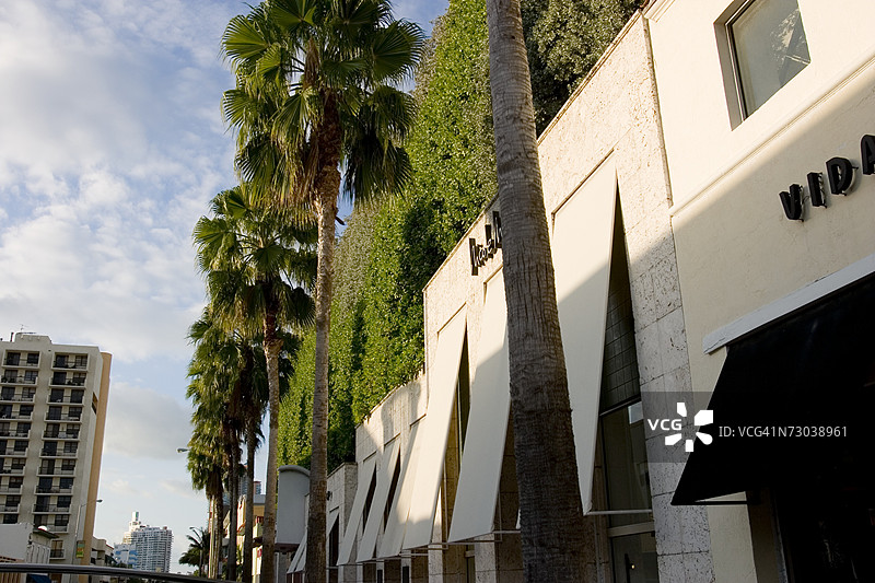 从低角度看沿着建筑物的棕榈树，位于佛罗里达州迈阿密海滩的科林斯大道图片素材