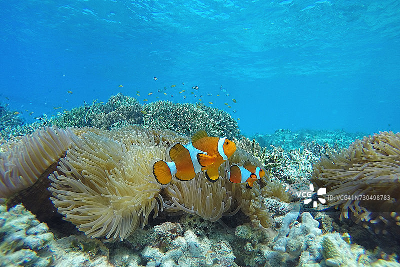 世界海洋日图片素材