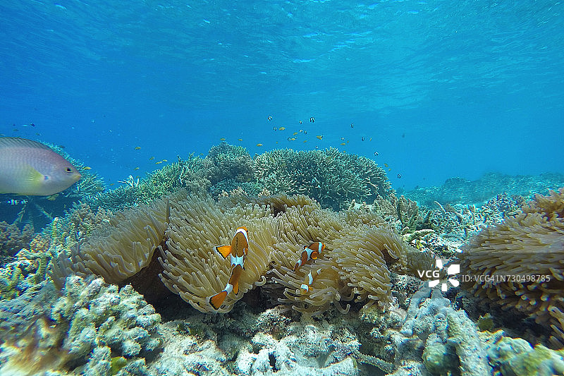 世界海洋日图片素材