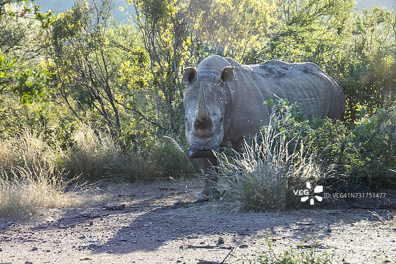 站在路边的白犀牛，南非图片素材