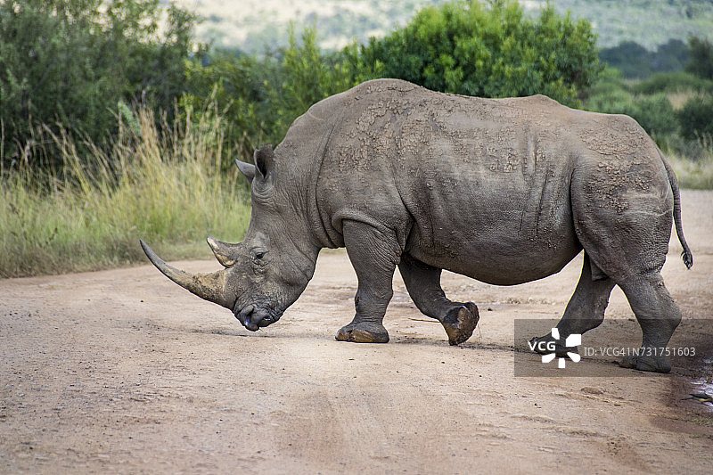 穿越土路的白犀牛，南非图片素材