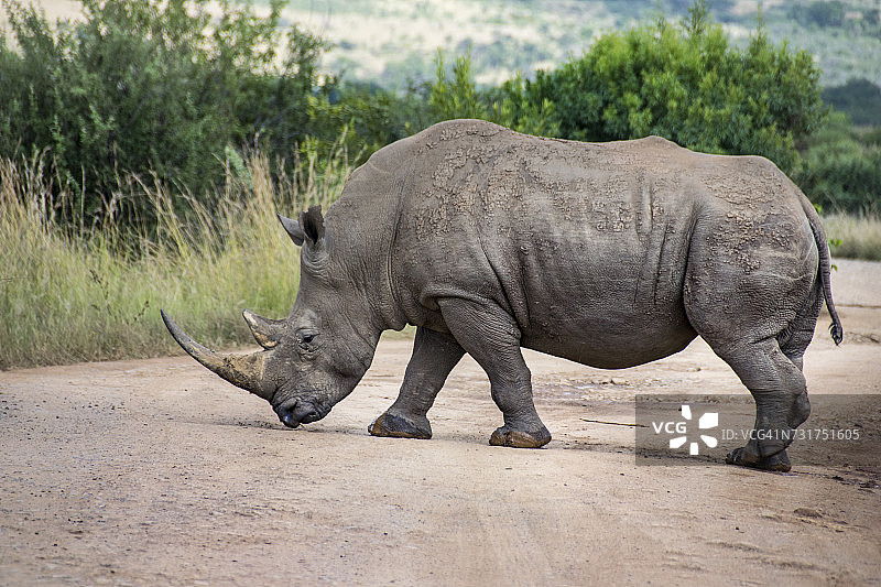 穿越土路的白犀牛，南非图片素材