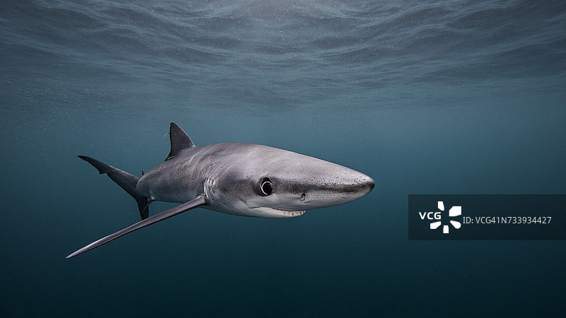 蓝鲨，水下视角，美国加利福尼亚州圣地亚哥图片素材