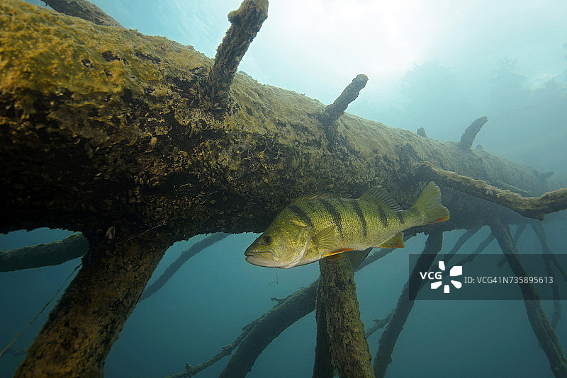 奥地利克恩顿州：韦森湖的欧洲鲈鱼图片素材