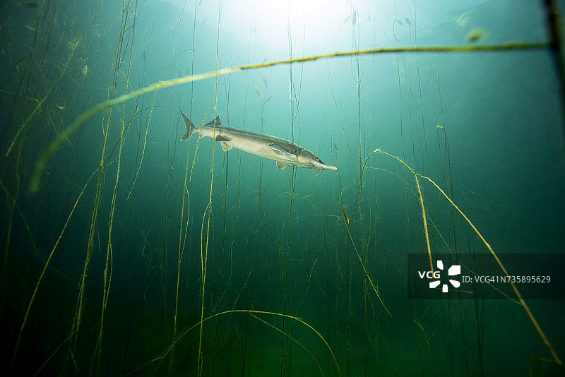 德国巴伐利亚州豪斯湖中的西伯利亚鲟图片素材