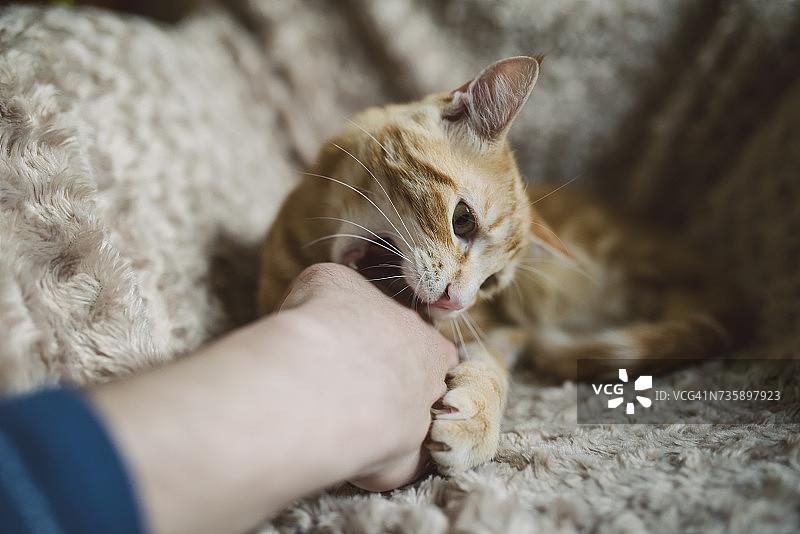 虎斑猫咬主人的手图片素材