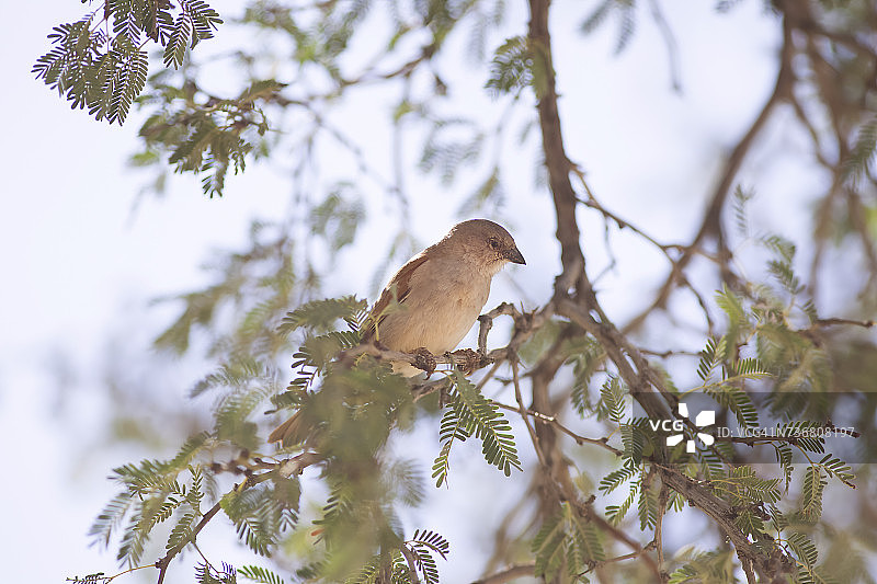 南方灰头麻雀图片素材