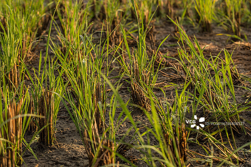 印尼特拉旺岸岛种植园的草地特写图片素材