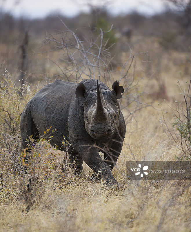 南非马迪克韦禁猎区冲锋的黑犀牛图片素材