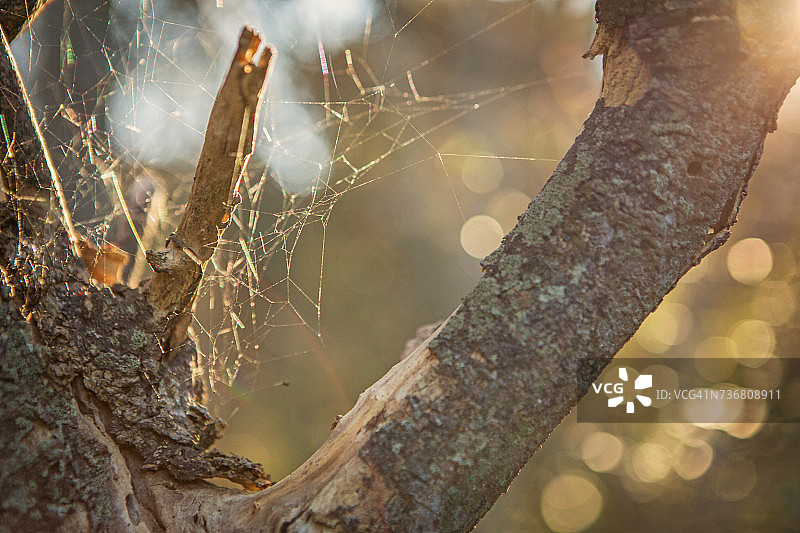 树皮与阳光下的蜘蛛网特写，南非西开普省萨默塞特韦斯特图片素材