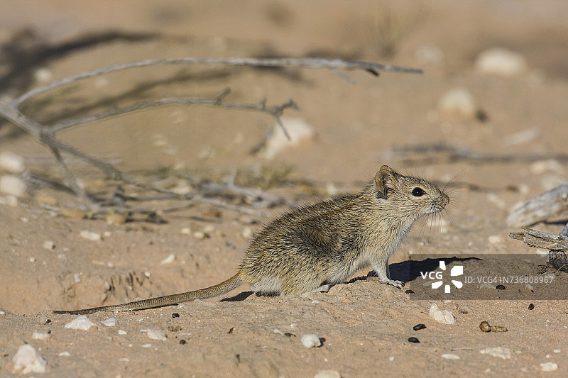 条纹小鼠图片素材
