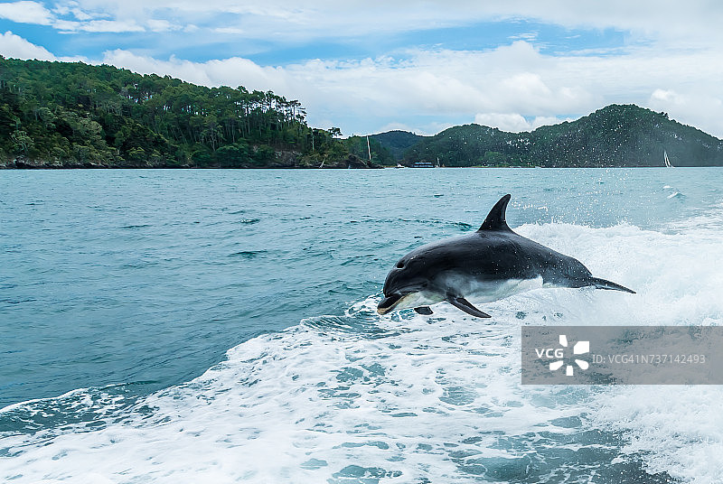 跃出海面的宽吻海豚，新西兰，岛屿湾图片素材