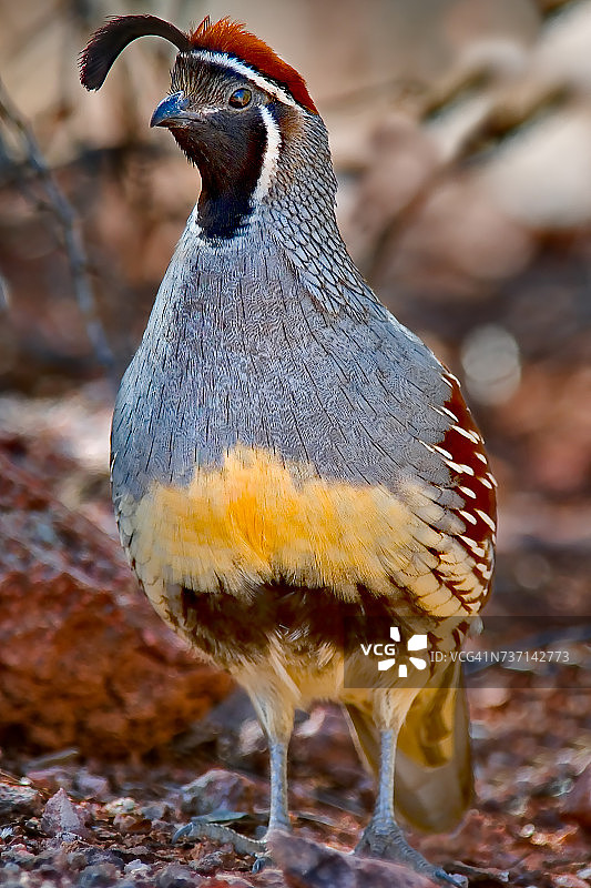 美国亚利桑那州冈贝尔鹌鹑图片素材