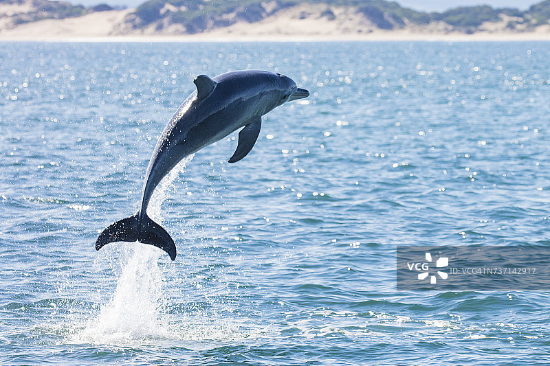 跃出海洋的海豚，澳大利亚塔斯马尼亚图片素材