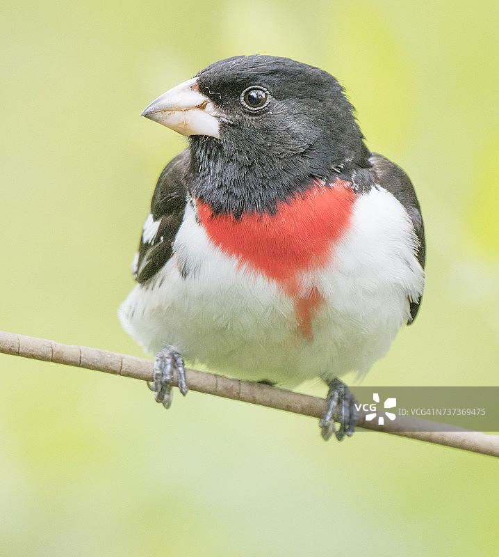 雄性玫瑰胸鹟图片素材